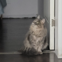 û�뵽����������è��������˹���