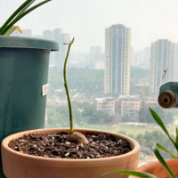 ��һ���ţ�͹��磬����ϲ��