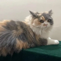 ����è�䳤��������