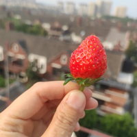 ����Ĳ�ݮ��׮�ֿ�ʼ�����