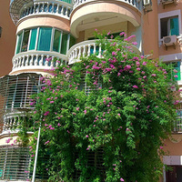 �����ɹɹ��������Щ����ġ��й����ھӡ��������ж൹ù��