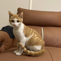 ��������è����ֵ����