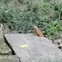 ����С����������л����ǣ�