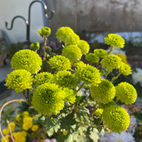 ���죬�ջ�ʢ������һ����¶����峿