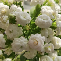 ���ٻ��������yyds