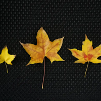 ���첻�ܲ�����Ҷ���������£�