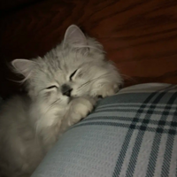 ���ǵ�����Ҳϲ��˯��ͷ��