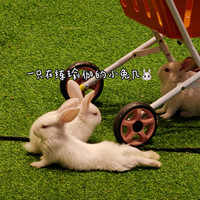 ���Ӿ�Ȼ�����٤���죬�ɾ�����