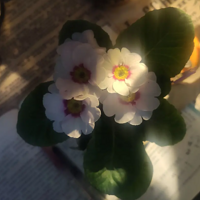 ���������̫������