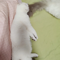 ����è��ĺ�ʡ��