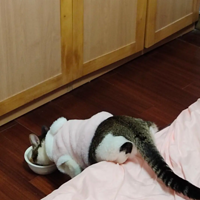 ������Է������Ǹ�˭ѧ�İ�����