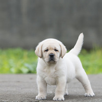 45��С��������