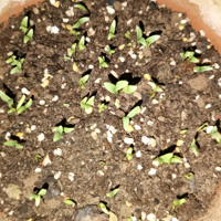 �����ֲ˵ļ�¼��