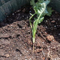 ���Ĳ���������ɹһɹ�ҵ�ʳ�Ļ�԰