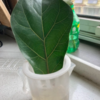 һƬҶ�ӵ���Ҷ��  ������ û�뵽��Ȼ�ֻ���