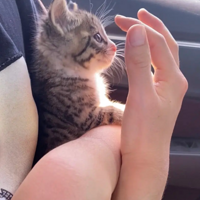 ������һֻ�껨��������˵�ǻ��ߣ�