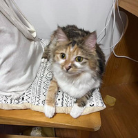 ÿ�������Ҽ�è�Ķ�˵��û��������Ը�õ�è��