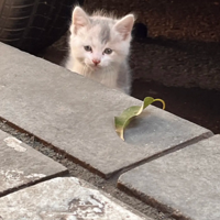 ����������ҵ�������è