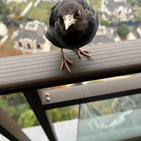 �������һֻ����ô�϶�����