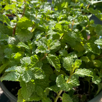 ����ü��ı���