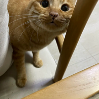 �����������������������