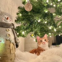 ����һ��ʥ����