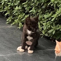 �������Ǵ���һ���ڰ����ë����