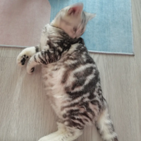 ������ 6����7���Сè��Ҫ����������