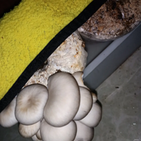 �ٺ� ����Ģ��  �������˳�