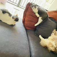 ��ë�����Ǳ������