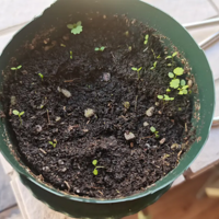 ��������С��ݮ