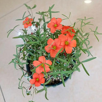 �绨�����ݿ��� ���컹��Զ��