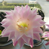 ������Ļ���Ȼ�Ƿ�ɫ��