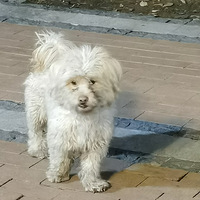 �Ը��С�׹��Ȱ�����ʿ����