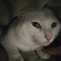 ��ʲô��èèʧȥ����������