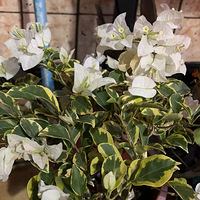 ���˼ҵ���Ҷ÷~��ɫ����