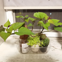 ����һ���޵ͳɱ���ˮ��ֲ��