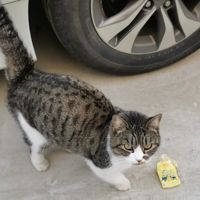 èè�˱����һ�� һ������2ֻ ���Ҷ���������