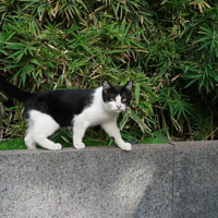 ����С����������Сè��