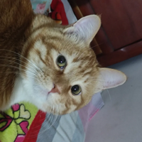 360��������С�ɰ�