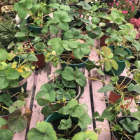 ��©��Ĳ�ݮ�� ���̫̫̫������