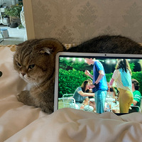 ������һ���Ҽ�èè�����հɣ���