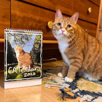 ���������������һ������  ���ҡ�ǿ�ơ��͸������� ������