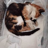 ֮ǰ�������èû�ͳ�ȥ���Ѿ�����С������