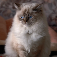 ÿ���ڼҵ������Ȥ���Ǹ��ҵ�Сè����