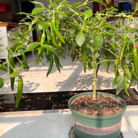 ��������ǿ����һ�����ı�������