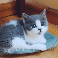 ʮ�˿�Ǯ����������Сè�䳤����