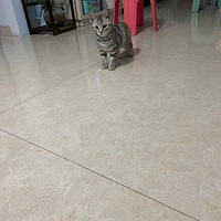 ����ҷ���һ����������è�䣺����