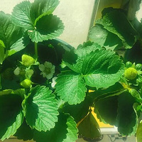 ��ݮ���ܵ������ųԣ����򡣡���