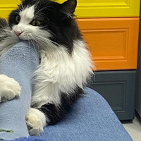 ���갴��ʦ������ʦ